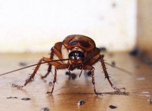 Как уничтожить тараканов при помощи борной кислоты