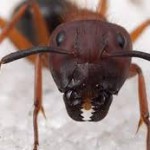 Уничтожение рыжих муравьев в квартире